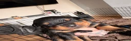 Rottweiler dogs for sale: Beautiful Rottweiler pups - Advert 7