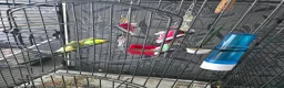 Budgerigars birds for sale: 2 Budgies for sale - Advert 1