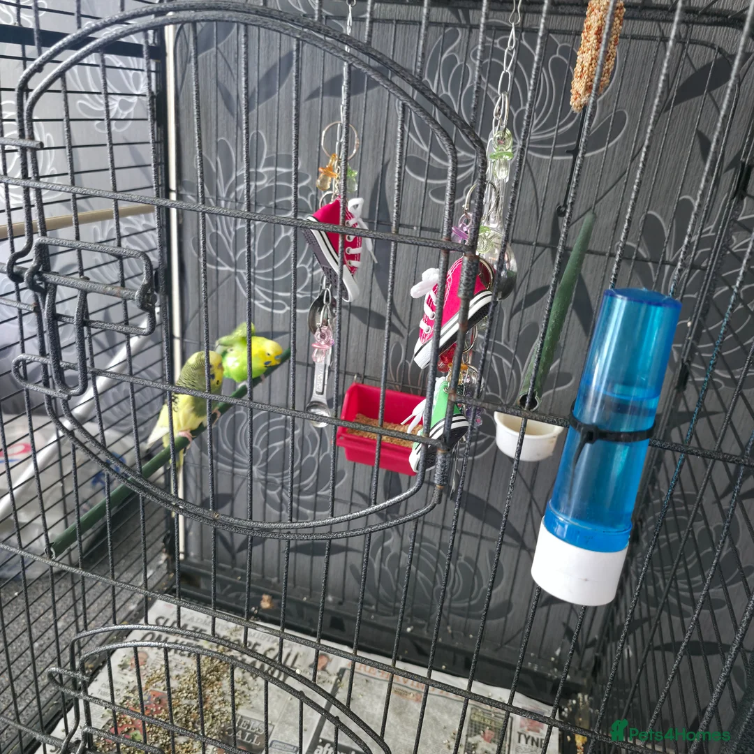 Budgerigars birds for sale: 2 Budgies for sale - Advert 1