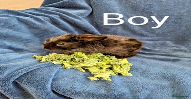 Mixed Breed rabbits - Advert 8