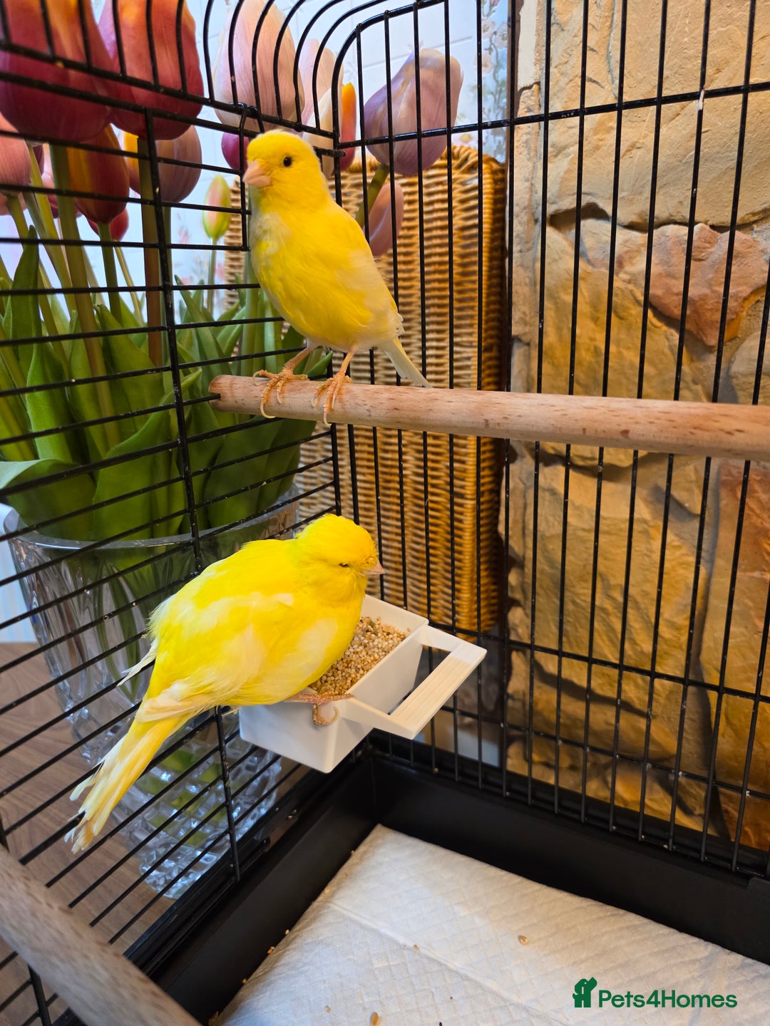 Canaries birds for sale: Two Canaries for Sale with Cage & Full Setup - Advert 2