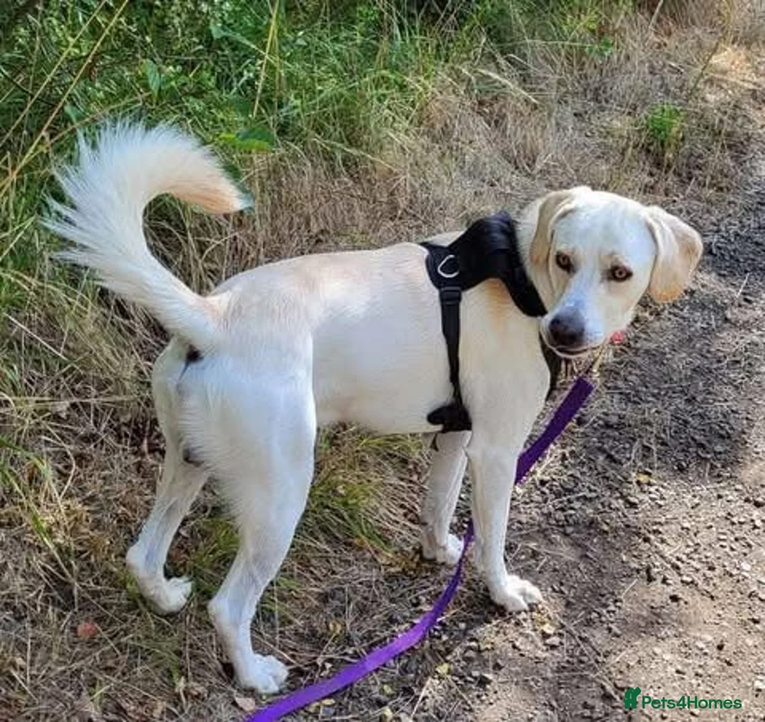 Mixed Breed dogs for adoption: Rescue boy Walter is looking for his second chance - Advert 4