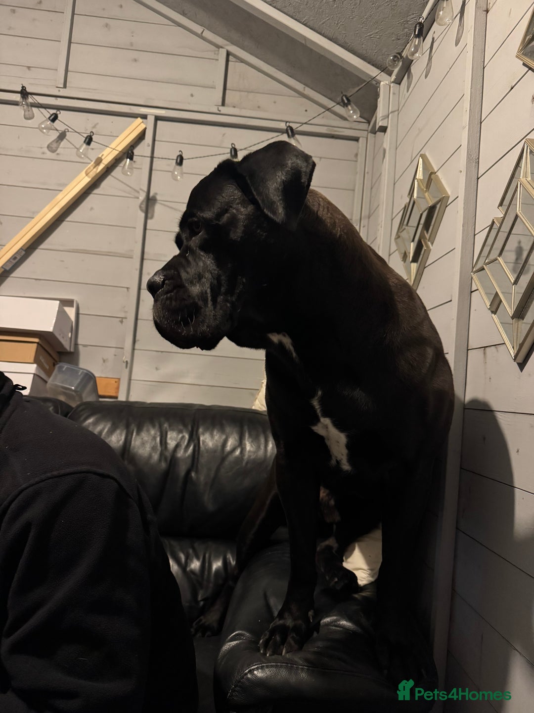 Cane Corso dogs for stud: Roger in Colchester - Advert 20