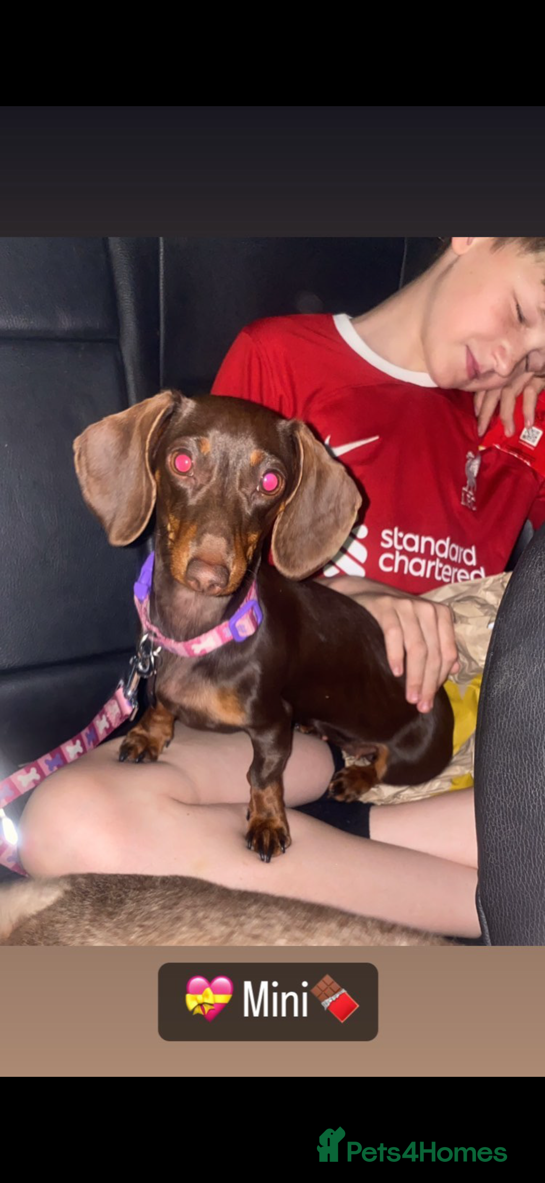 Miniature Dachshund dogs for sale: Mini dachshund pups (true real mini’s) - Image 7