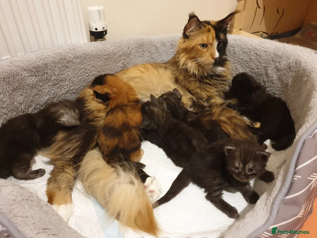 Maine Coon cats for sale: Maine coon kittens  - Advert 31
