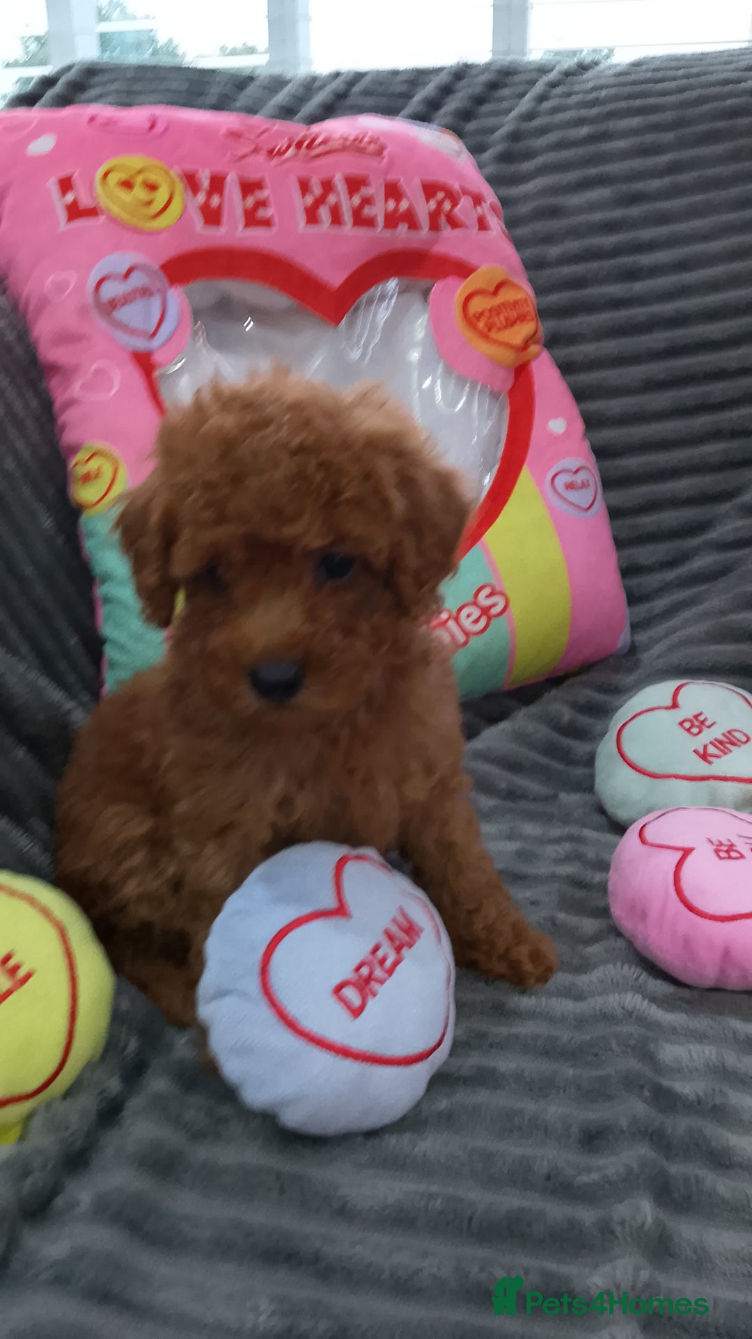 Miniature Poodle dogs for sale: Miniature red poodles 2💙2🩷 - Image 10