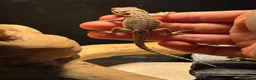 Bearded Dragon reptiles for sale: Trans Hypo Bearded Dragons - Advert 24