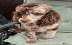Toy Poodle dogs for stud: STUNNING Health Tested Toy Poodle for STUD - Image 23