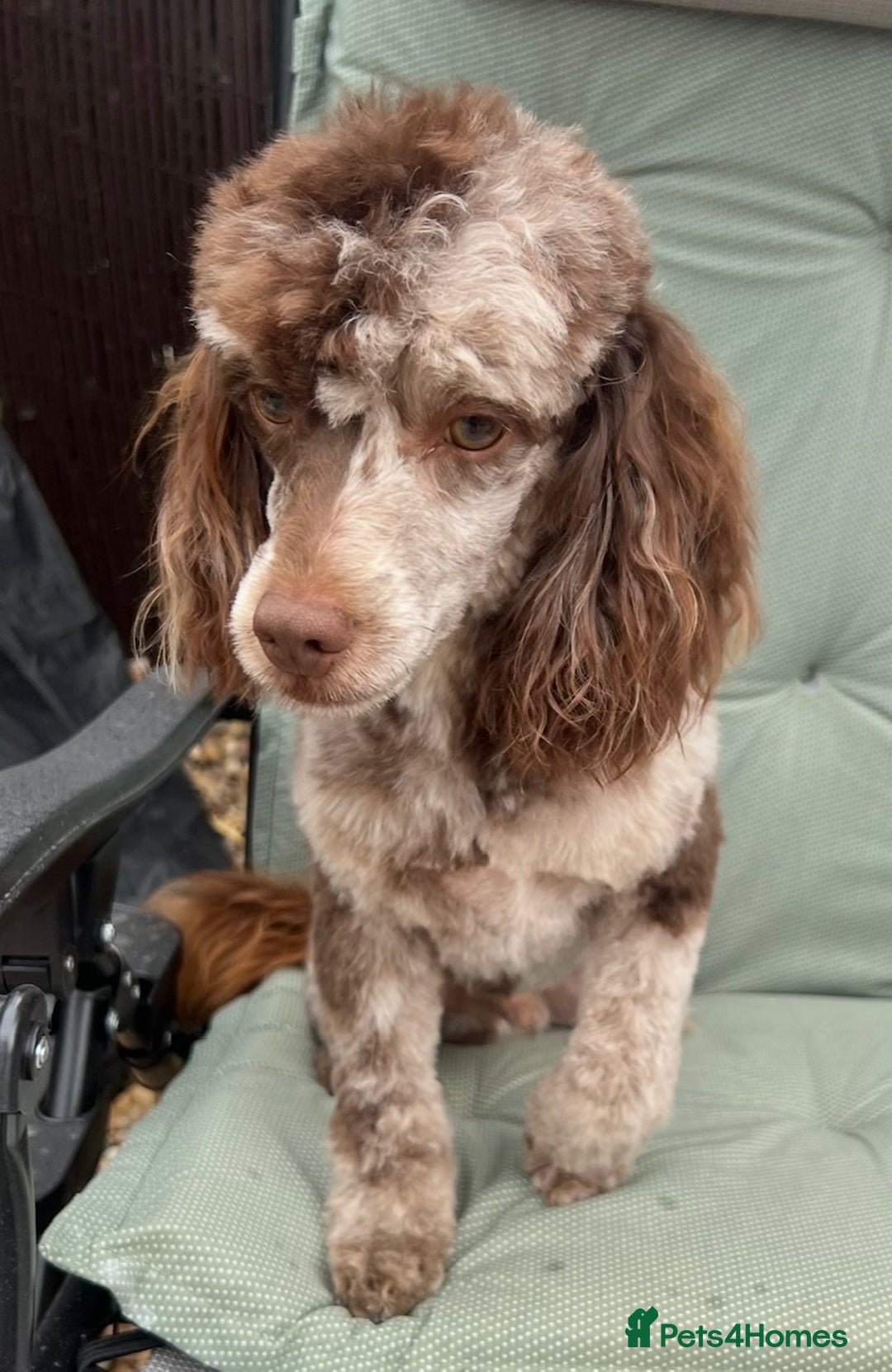 Toy Poodle dogs for stud: STUNNING Health Tested Toy Poodle for STUD - Image 23
