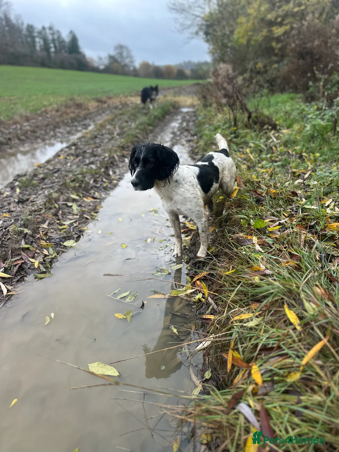 English Springer Spaniel dogs for sale: Gorgeous Working Springer Spaniel Pups! - Advert 10
