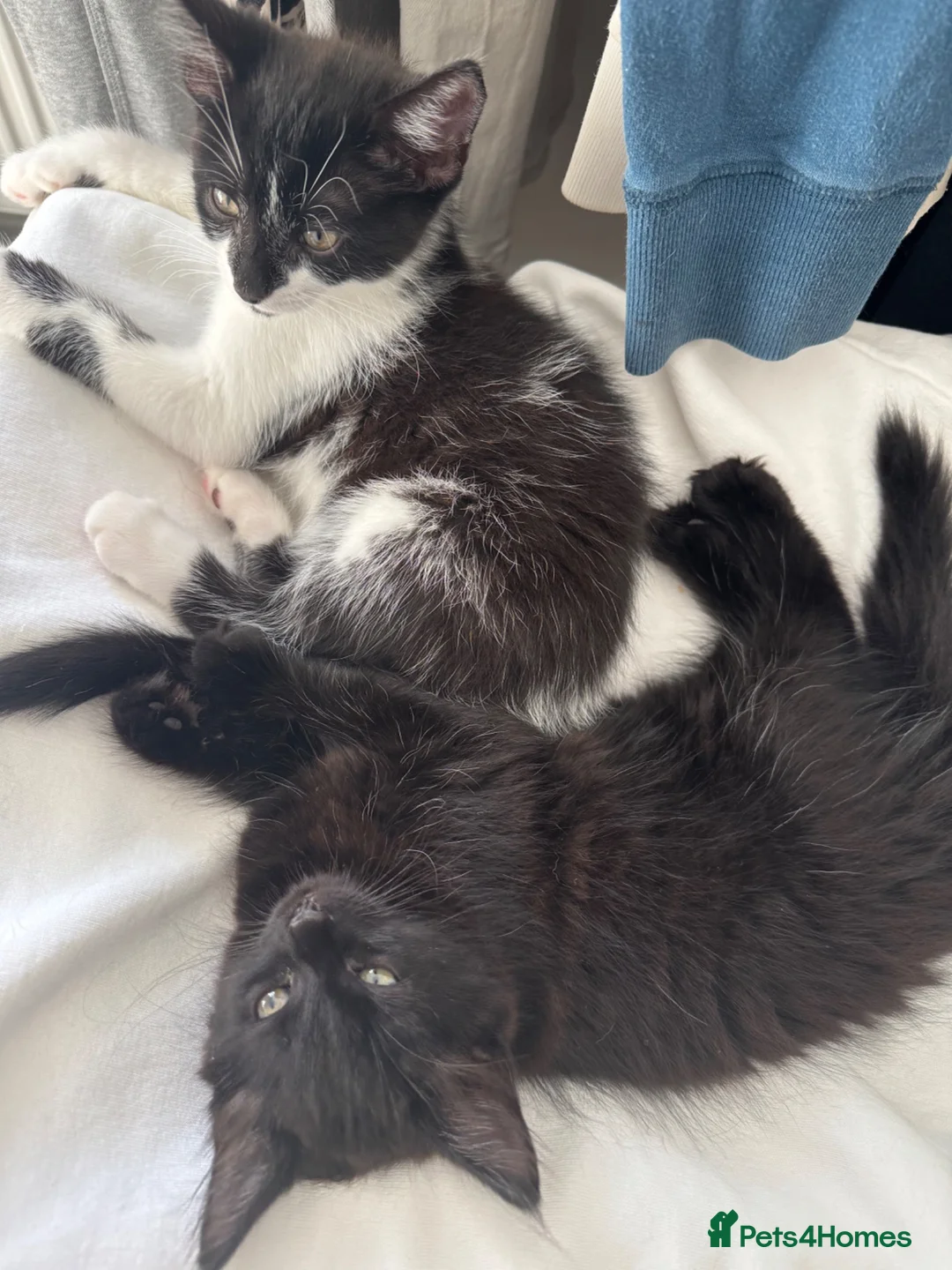 Mixed Breed cats for sale: 10 Week Old Fluffy Friendly Mixed Breed Kittens - Advert 2