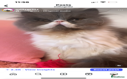Persian cats for sale: Stunning Black Smoke GCCF Active ** Persians - Image 11