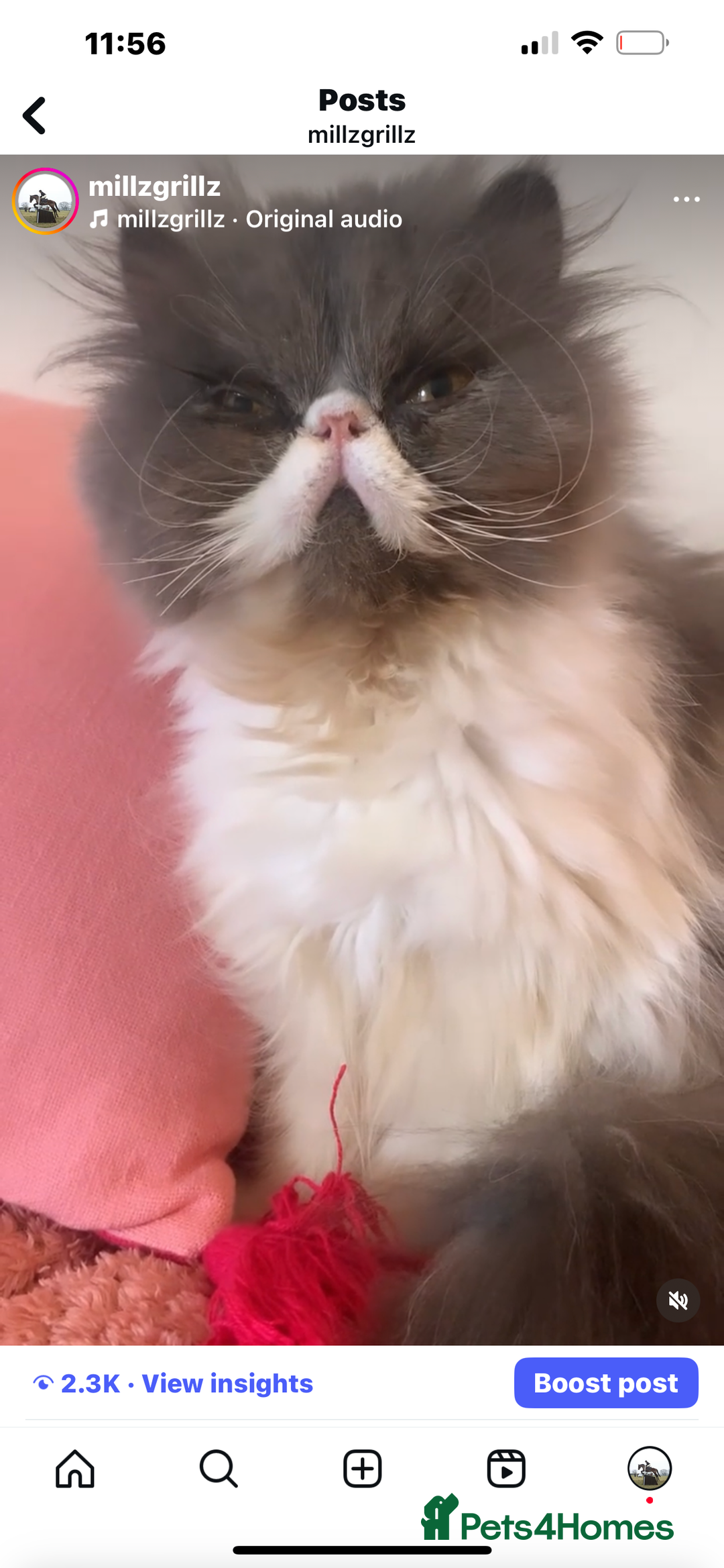 Persian cats for sale: Stunning Black Smoke GCCF Active ** Persians - Image 11