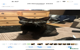 British Longhair cats for sale: Fluffy ginger & black and white kittens - Image 6