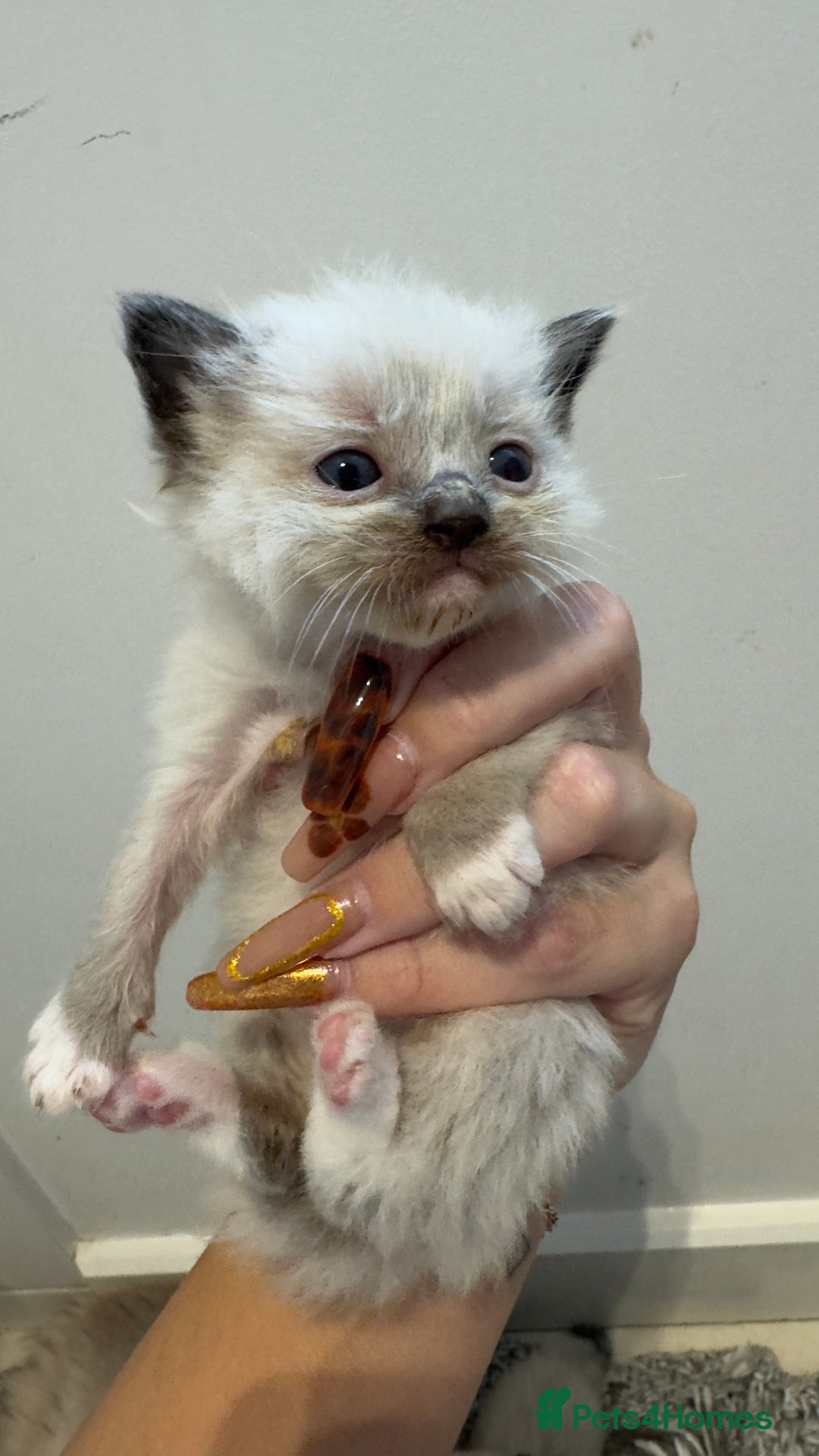 Ragdoll cats for sale: READY TO RESERVE - pedigree Ragdoll Kittens - Image 5