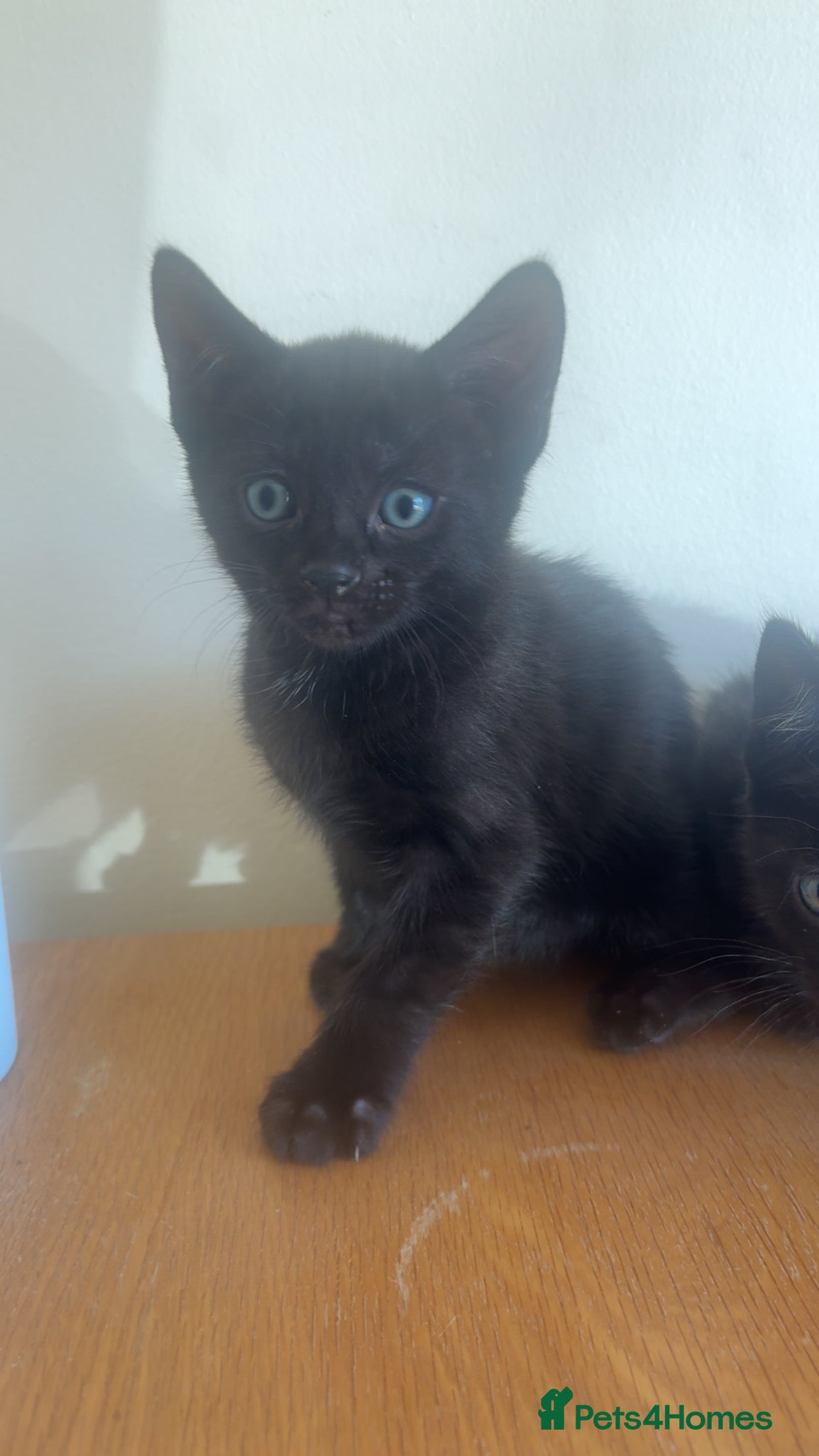 Siamese cats Siamese X baby’s  - Ready to go to their new 🏡 - Advert 2