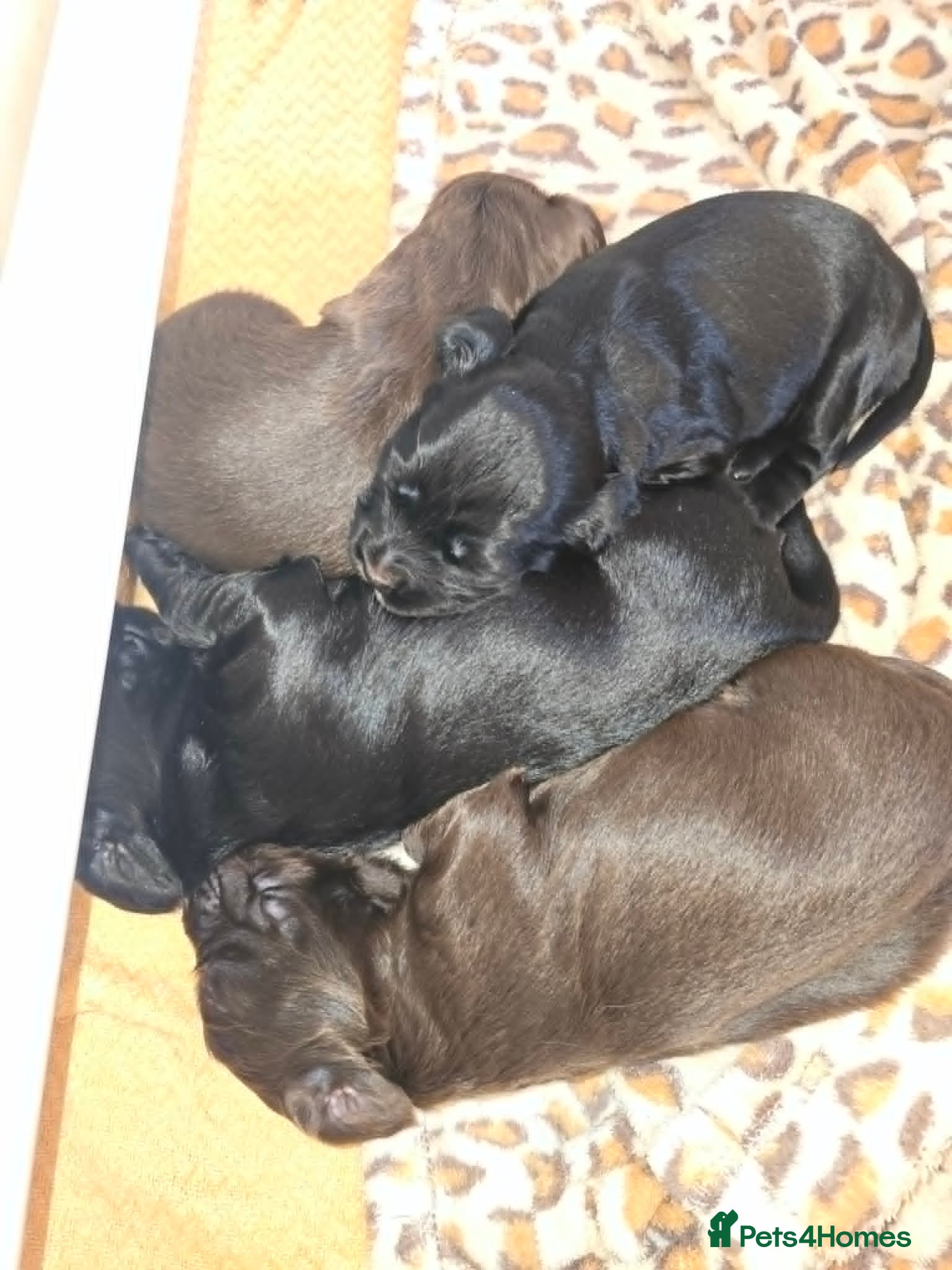 Cocker Spaniel dogs Cocker Spaniel Puppies For Sale - Advert 1