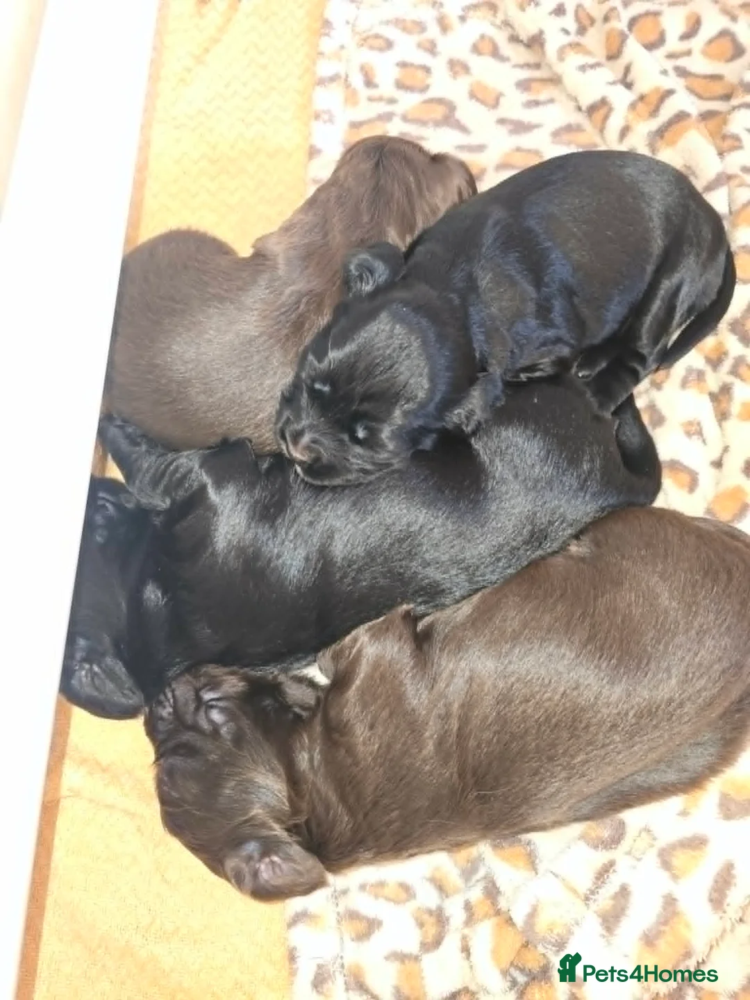 Cocker Spaniel dogs for sale: Cocker Spaniel Puppies For Sale in Chesterfield - Advert 1