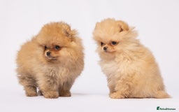 Pomeranian dogs for stud: Prince George Bridgeton 👑 - Image 18