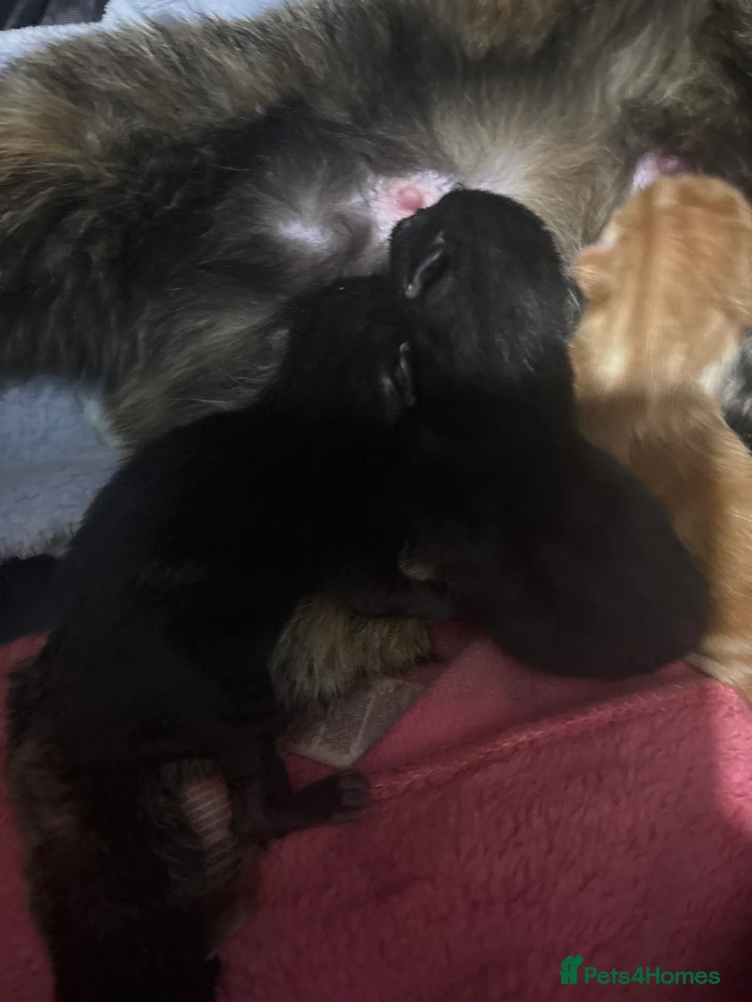 Mixed Breed cats for sale: 4 kittens  - Advert 2