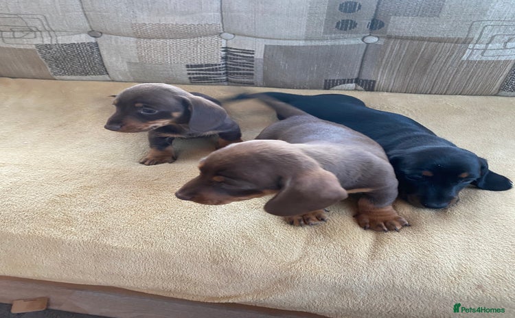 Dachshund dogs - Advert 2
