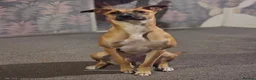Lurcher dogs for sale: PENNY 11 month old lurcher  - Advert 1