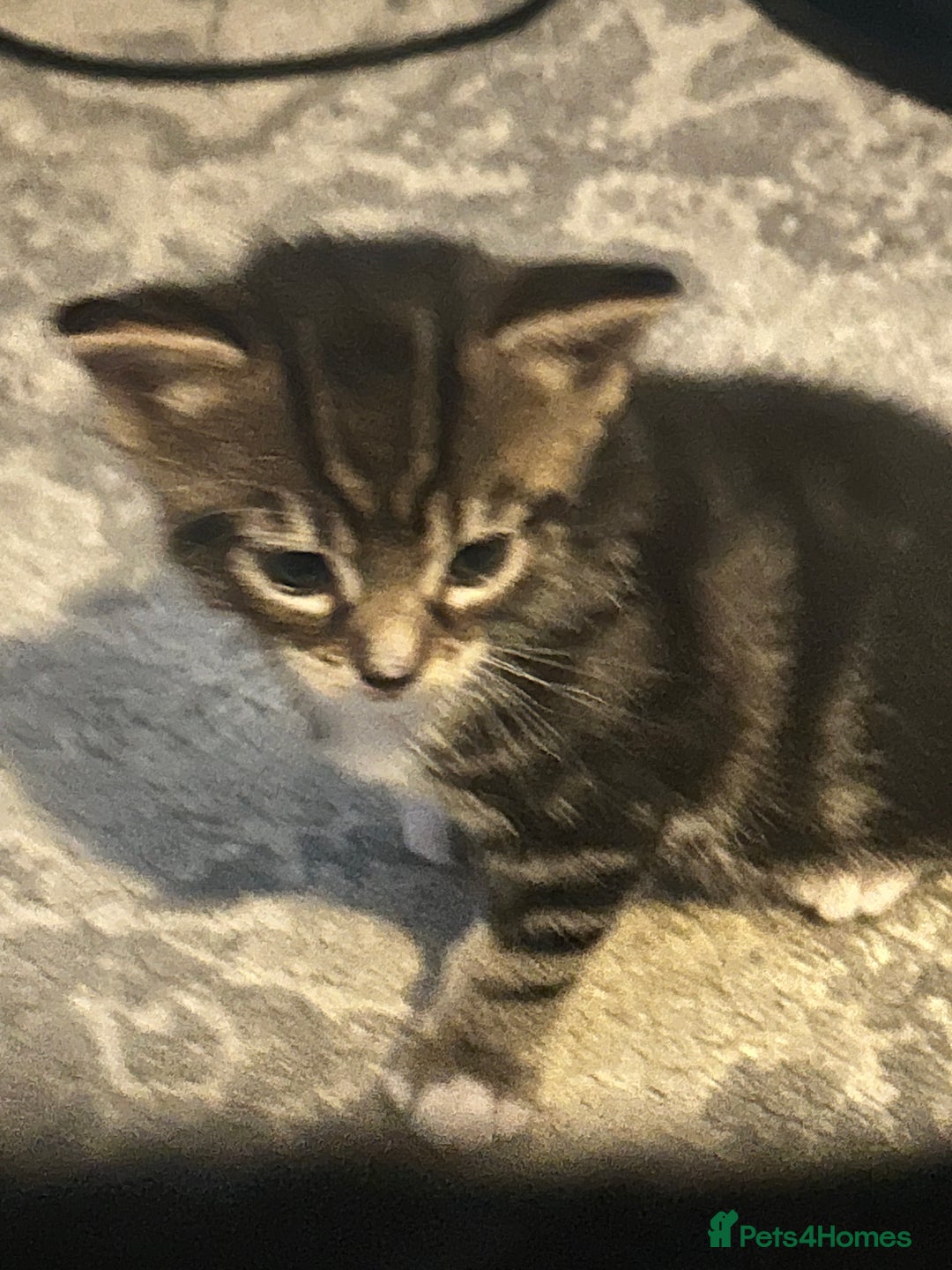 Mixed Breed cats for sale: Bengal x Bombay - Image 3