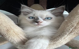 Ragdoll cats for sale: Champion Sired GCCF Registered Ragdoll Kittens - Image 2