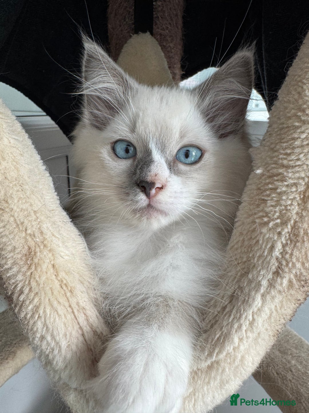 Ragdoll cats for sale: Champion Sired GCCF Registered Ragdoll Kittens - Image 2
