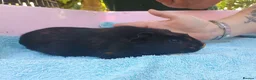 Guinea Pig rodents for sale: Baby guinea pigs - Advert 11