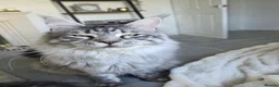 Maine Coon cats for sale: Polydactyl Maine coon kittens  - Advert 9