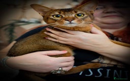 Abyssinian cats for stud: Stud Abyssinian TICA Registered in Corby - Image 3