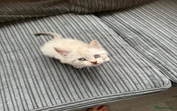 Mixed Breed cats for sale: 2 kittens  - Image 5