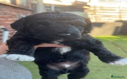 Yorkiepoo dogs for sale: Yorkiepoo cockapoo  - Image 1