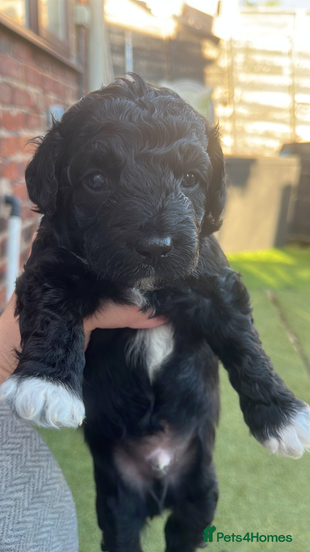 Yorkiepoo dogs for sale: Yorkiepoo cockapoo  - Image 1