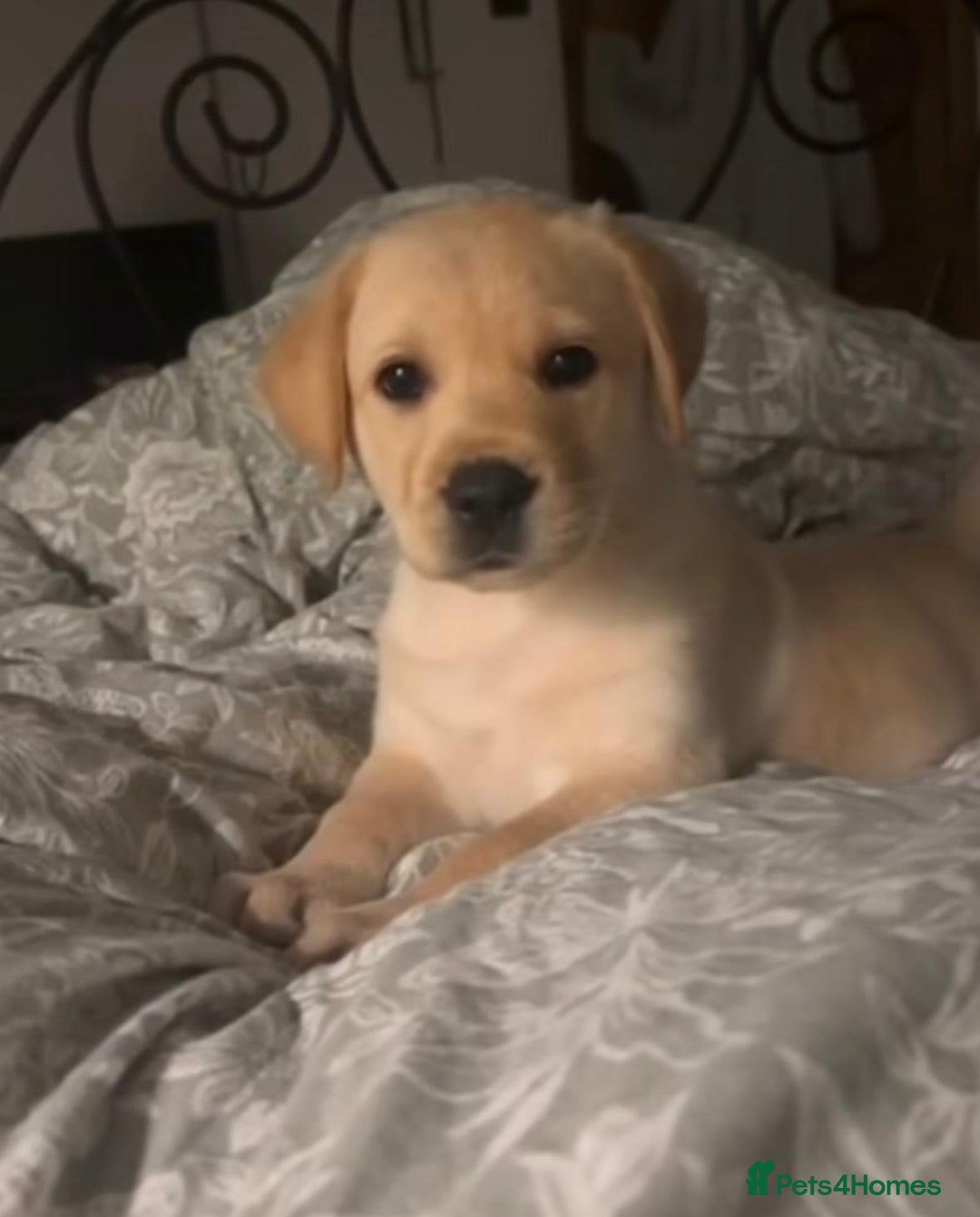 Labrador Retriever dogs for sale: Labrador retriever puppie for sale  - Advert 4