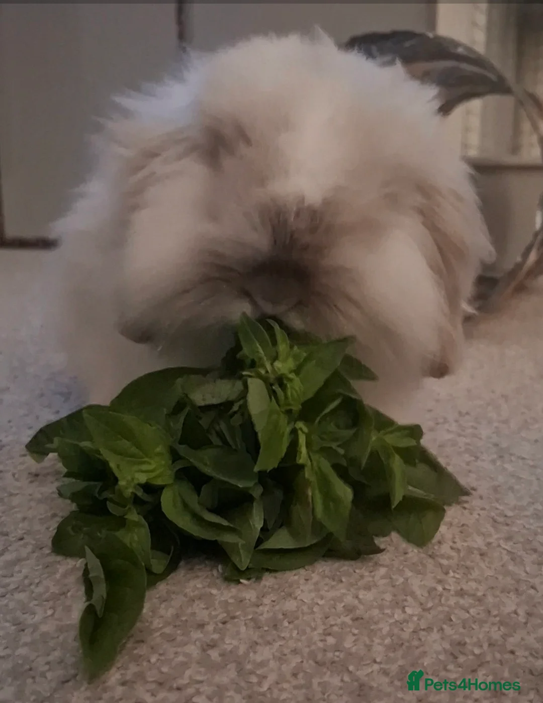 Cashmere Lop rabbits for sale: Lovely Jacob , cashmere lop - Advert 3