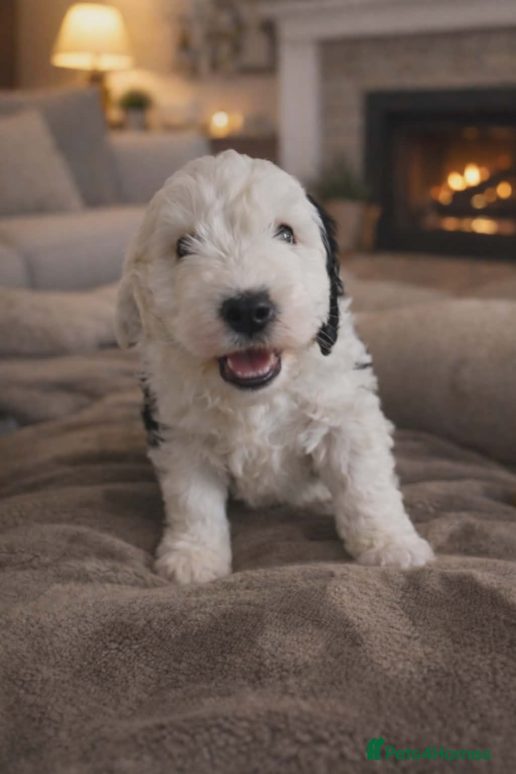Old English Sheepdog dogs Sheepadoodle Boy puppy left - Advert 1