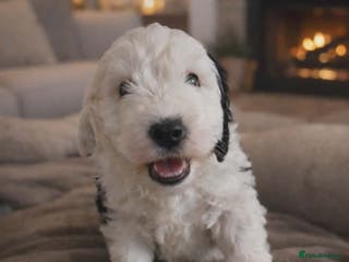 Old English Sheepdog dogs Sheepadoodle Boy puppy left - Advert 10
