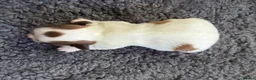 Havanese dogs for sale: Pure breed Havanese puppies  - Advert 8