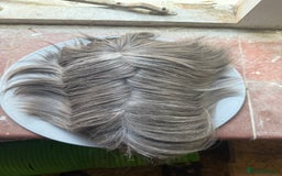 Guinea Pig rodents for sale: Peruvian Breeding Boar 👀 🏡  - Image 4