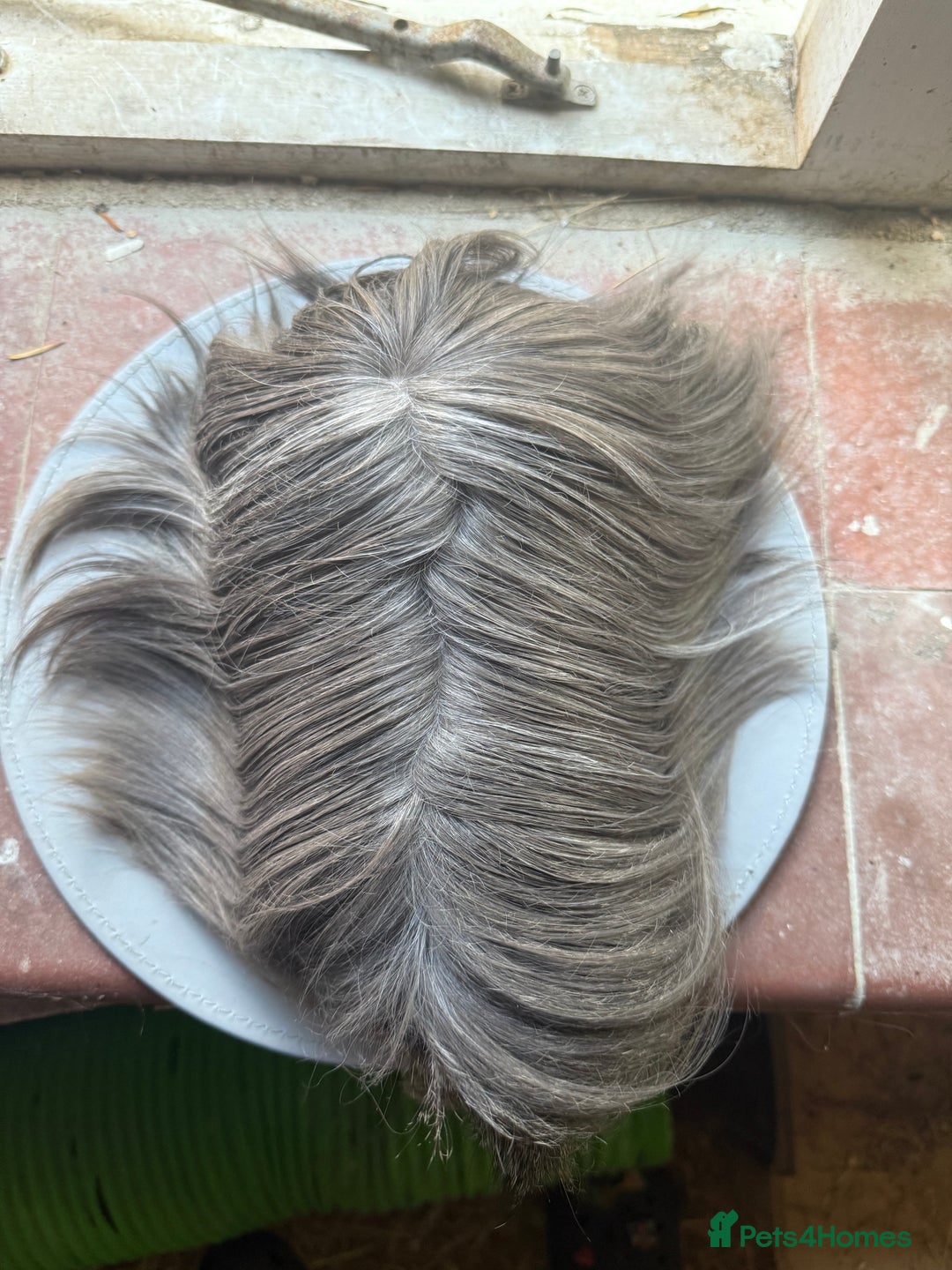 Guinea Pig rodents for sale: Peruvian Breeding Boar 👀 🏡  - Image 4