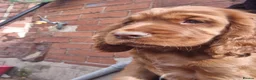 Cocker Spaniel dogs for sale: Cocker spaniels Barnsley area - Advert 18