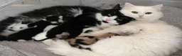 Mixed Breed cats for sale: Calico long hair kitten girl - Advert 4