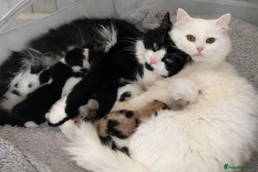 Mixed Breed cats for sale: Calico long hair kitten girl - Advert 4