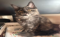 Maine Coon cats for sale: Beautiful Pedigree Maine Coon Kitten - 1 Left - Image 10