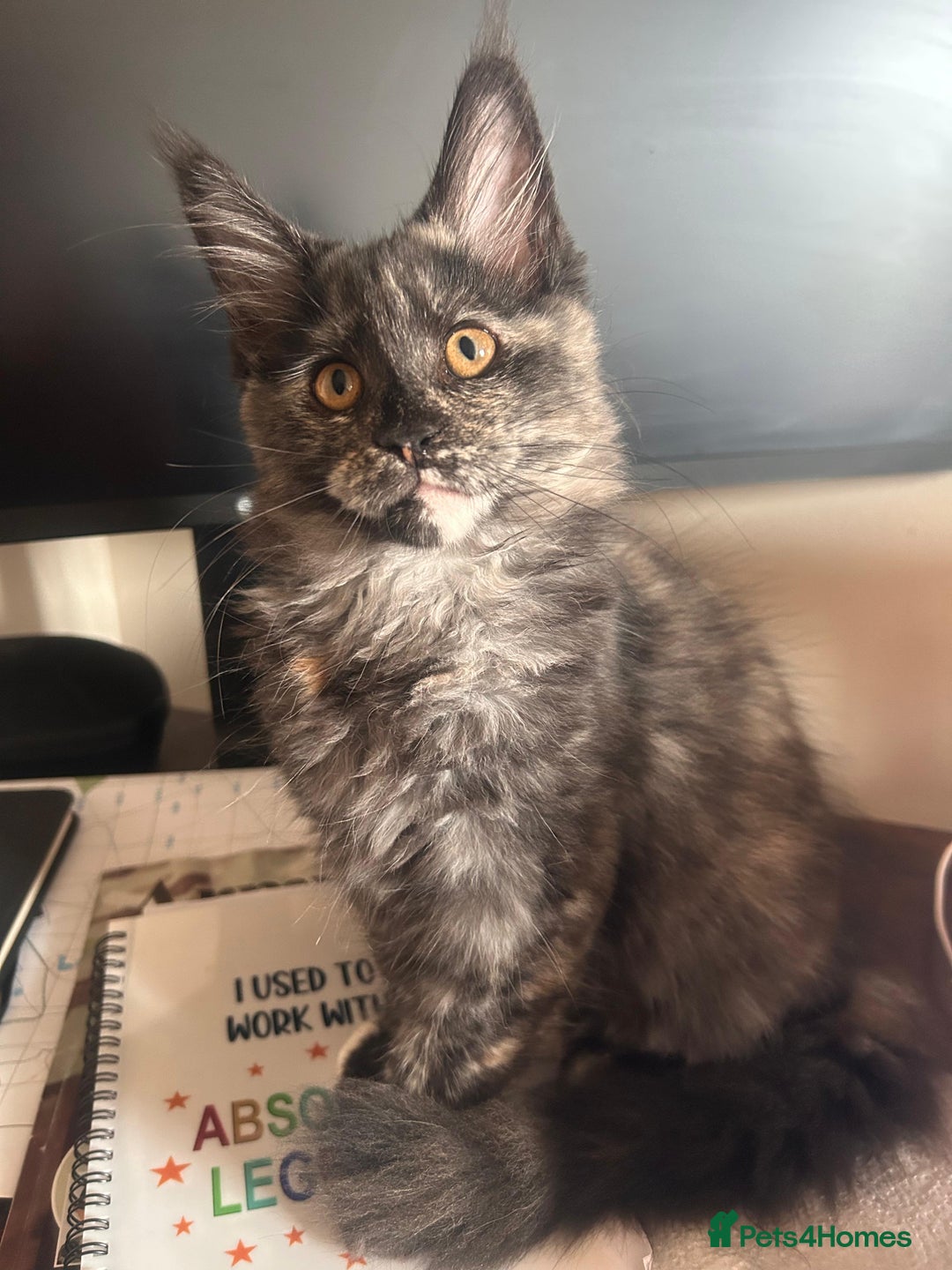 Maine Coon cats for sale: Beautiful Pedigree Maine Coon Kitten - 1 Left - Image 10