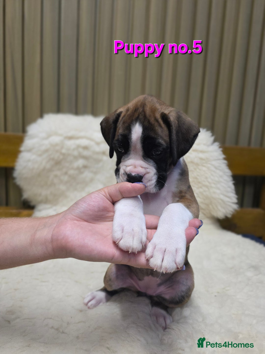 Boxer dogs for sale: KC REGISTERED Puppies-1x Gourgess Puppy available - Image 23