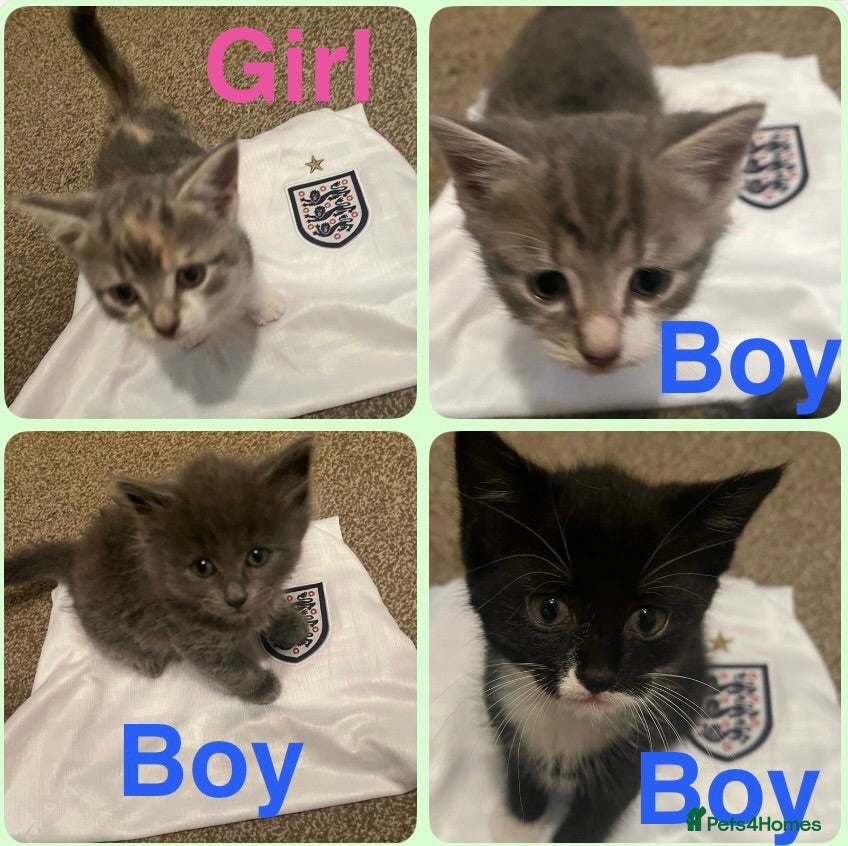Mixed Breed cats Adorable mix colour kittens. - Advert 1