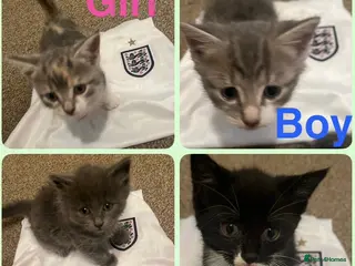 Mixed Breed cats Adorable mix colour kittens. - Advert 1